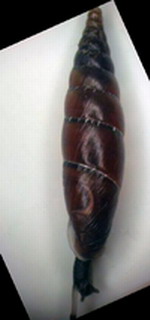 Tabella della Famiglia Clausilidae